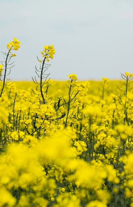 Uprawy rzepaku  na mączce mineralnej