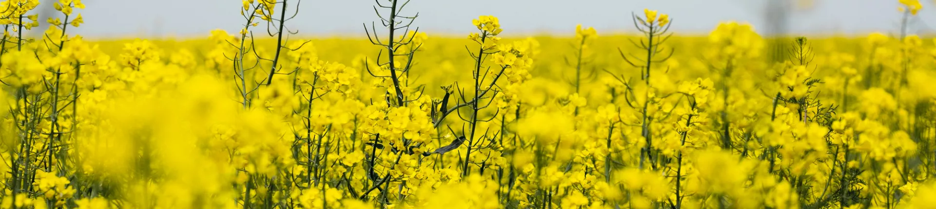 Uprawy rzepaku  na mączce mineralnej