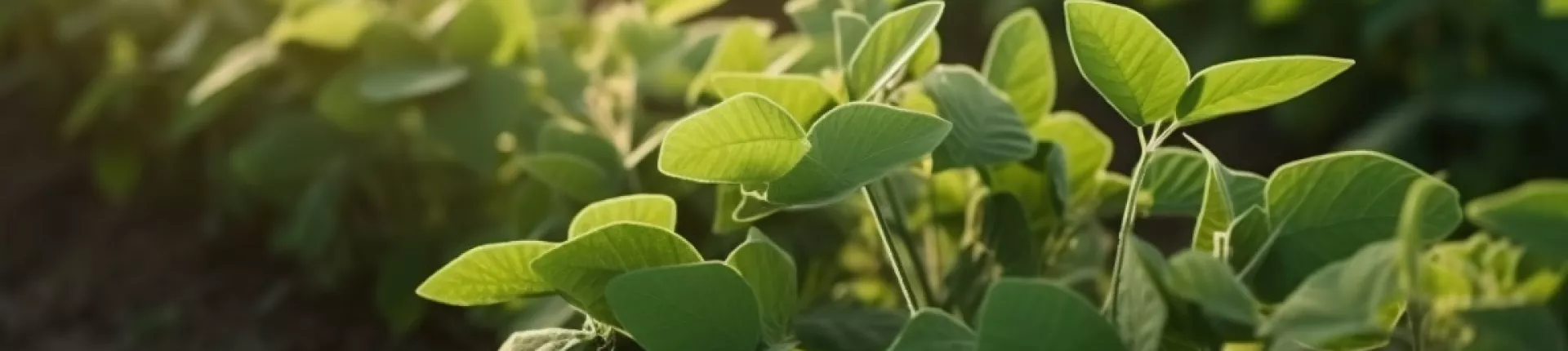 Mączki mineralne do uprawy soji